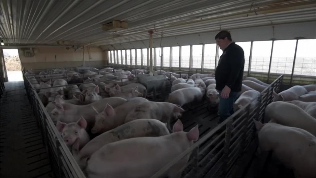 沒人殺豬送豬！美國農場「豬滿為患」考慮安樂死