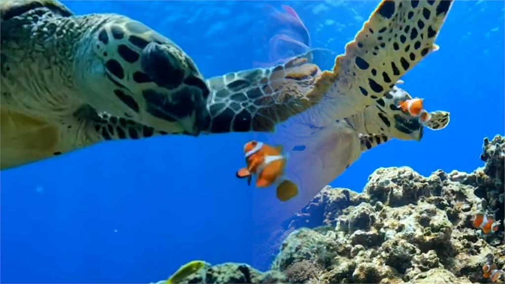不能忍！小丑魚護家打臉海龜　牠咬海葵「被打退」網：野生尼莫超兇