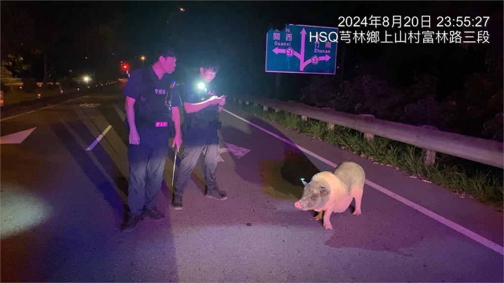 竹林交流道驚見「神奇麝香豬」遊蕩！竟聽懂警指示「乖乖待一旁」