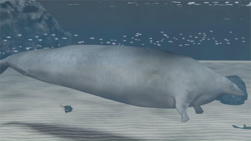 新發現史前巨型「秘魯鯨」　比藍鯨重2倍！最重達340公噸