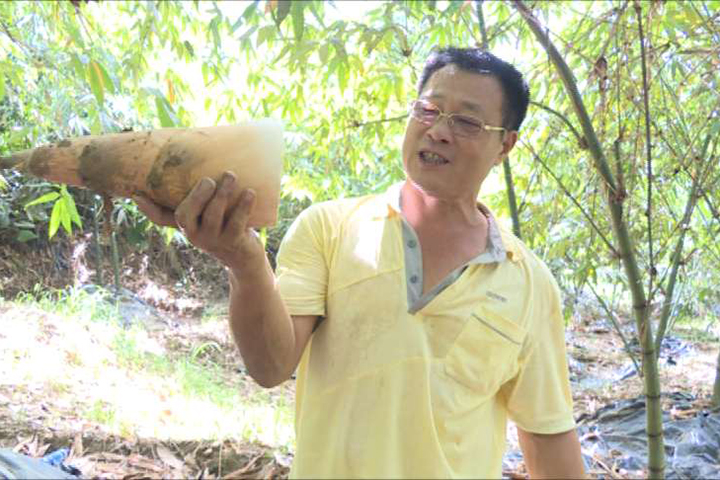 「遇水則發」！彰化花壇遇雨 竹筍量爆增