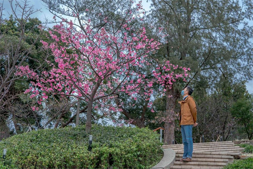 新竹公園櫻花「盛開近7成」　賞櫻一日遊景點一次看