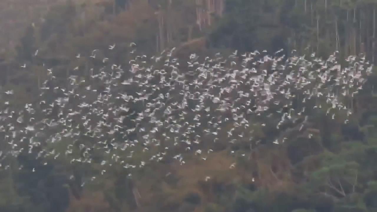 「萬鷺朝鳳」吸遊客朝聖！　數以萬計「黃頭鷺」飛越嘉義梅山