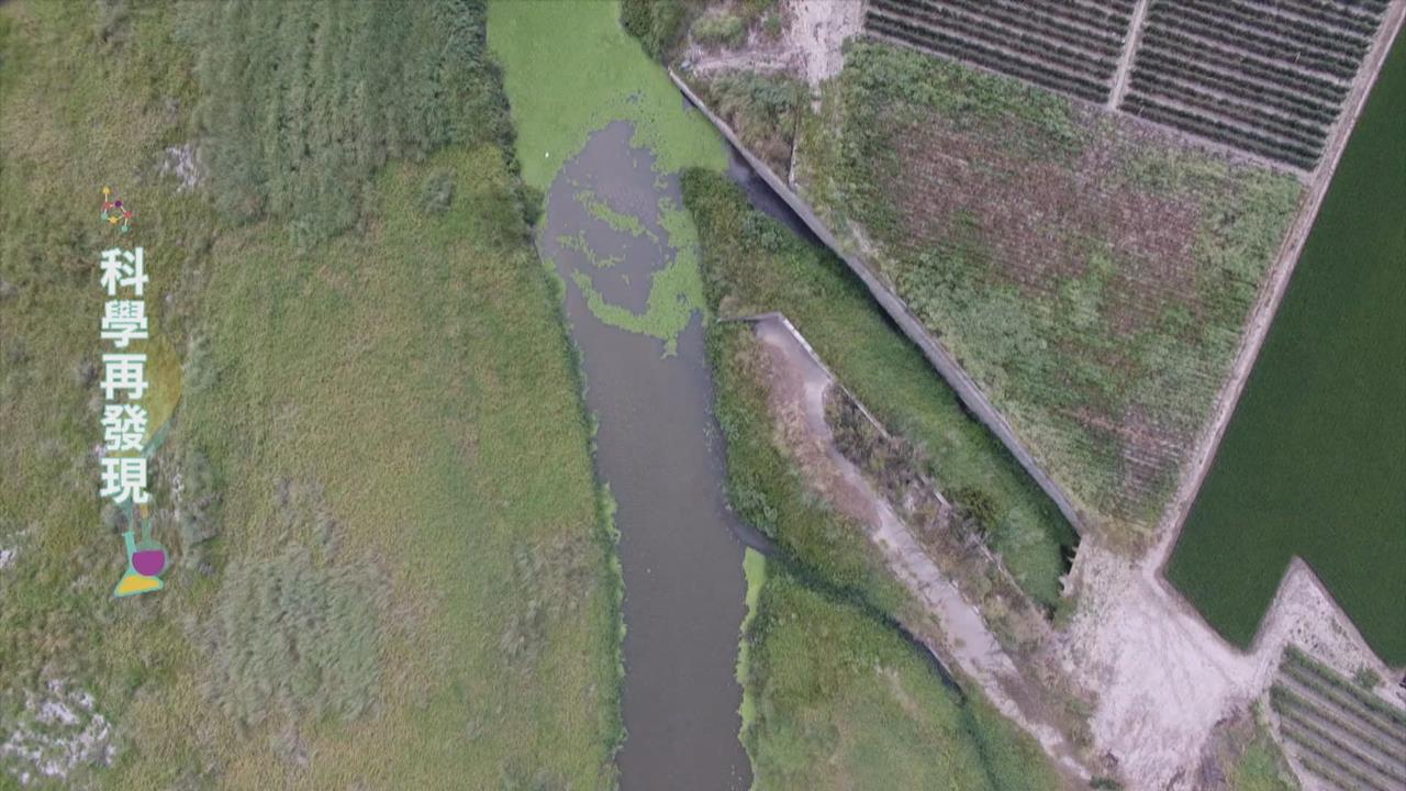多處湖泊優養化　家庭廢水、過度施肥是元凶