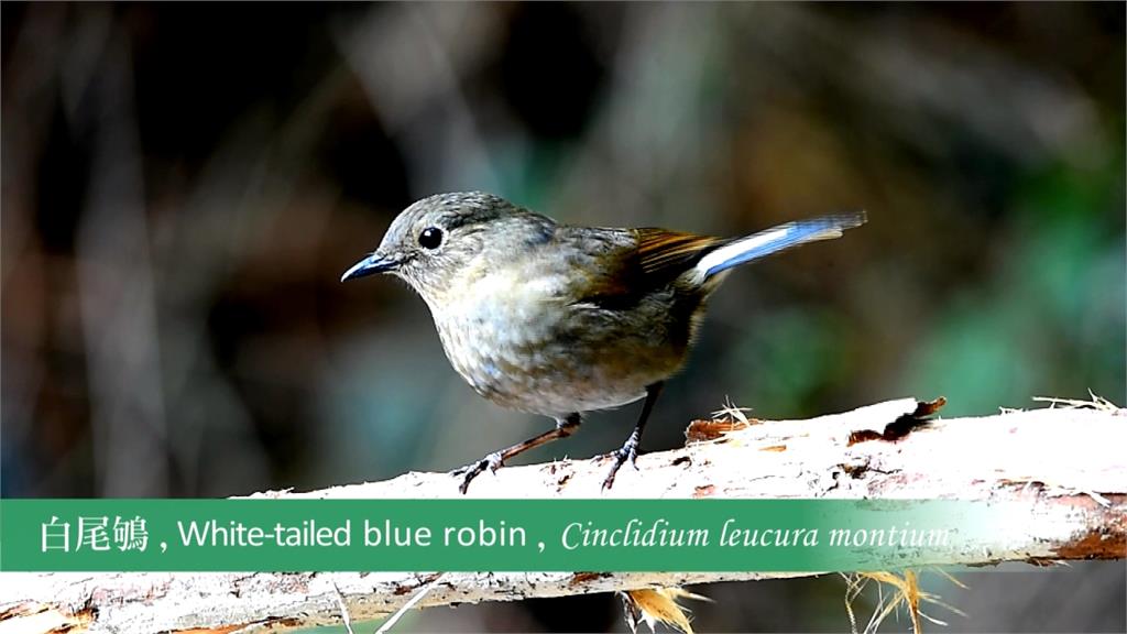 亞洲賞鳥博覽會開跑 台灣特有鳥類「飛到全世界」