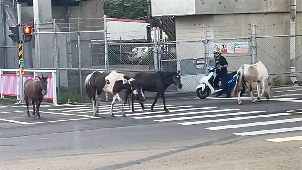 快新聞／馬路上有馬！新竹馬匹逛大街　網笑：四馬難追