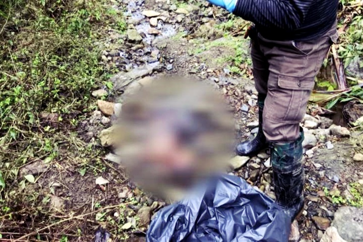疑天冷暴斃 宜蘭山區山羌集體死亡 