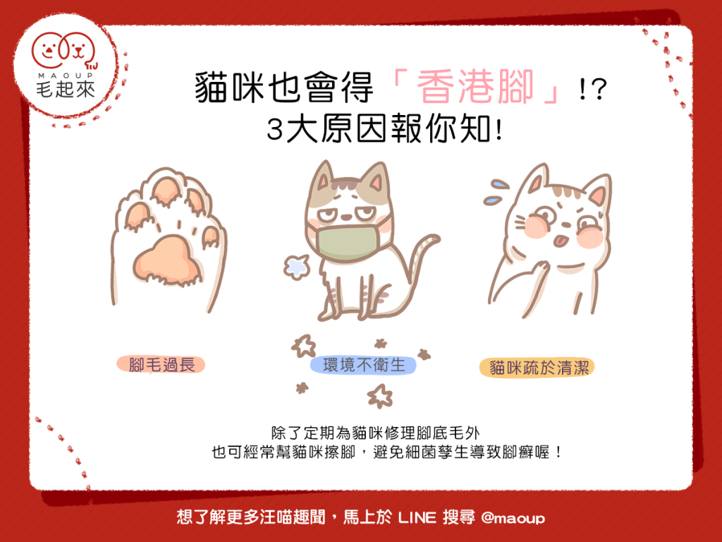 【喵喵小學堂】貓咪也會得香港腳？3大原因報你知！