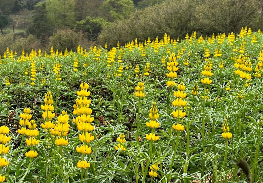 「戀戀魯冰花」2/19龍潭大北坑休區登場　花況搶先看