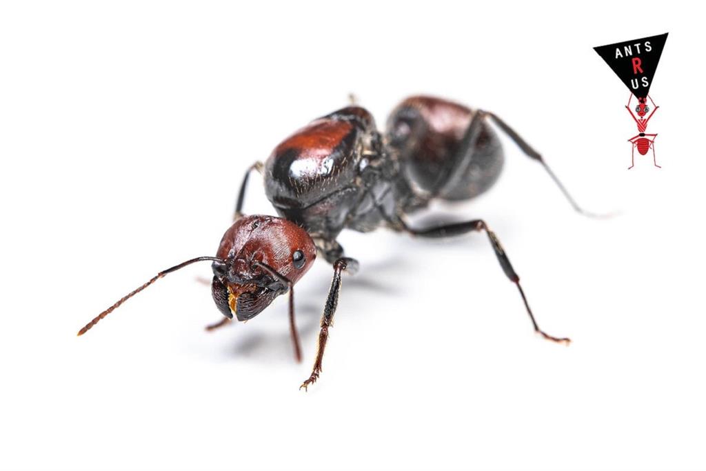 全球野生動物黑市新寵　肯亞巨型收穫蟻蟻后單價高達7000元