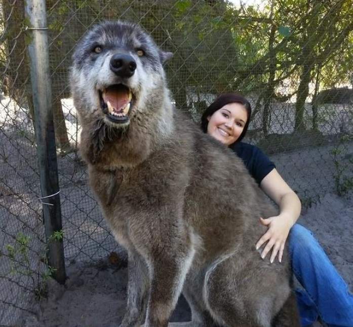爆紅《保護區內的巨大狼犬》是狼跟德牧、雪橇犬的混血