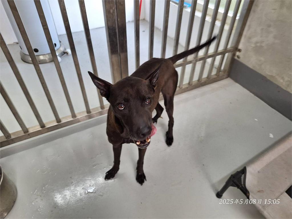 虐狗？寵物銀行爆不當飼養　高壓水柱打掃釀狗狗脫逃