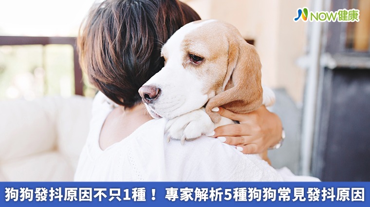 狗狗發抖原因不只1種！專家解析5種狗狗常見發抖原因