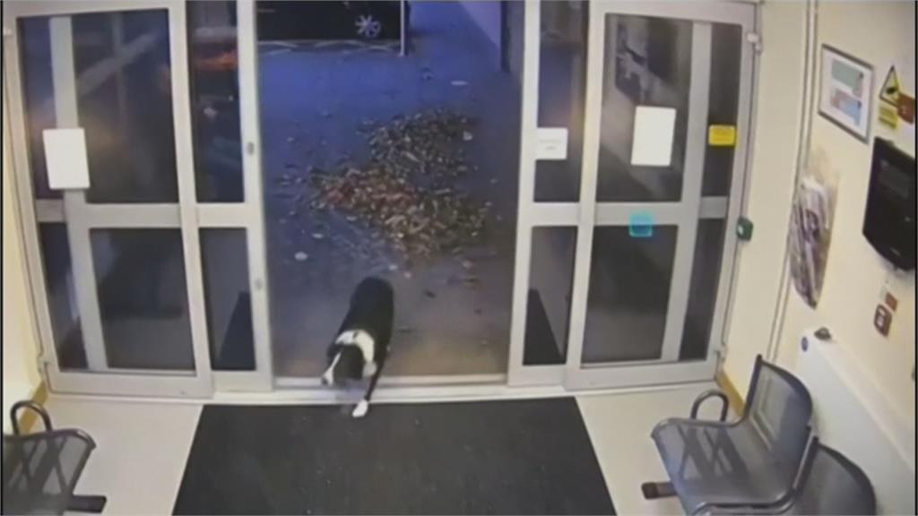 被煙火嚇到與主人失散迷路　超聰明邊境牧羊犬自到警局「報案」