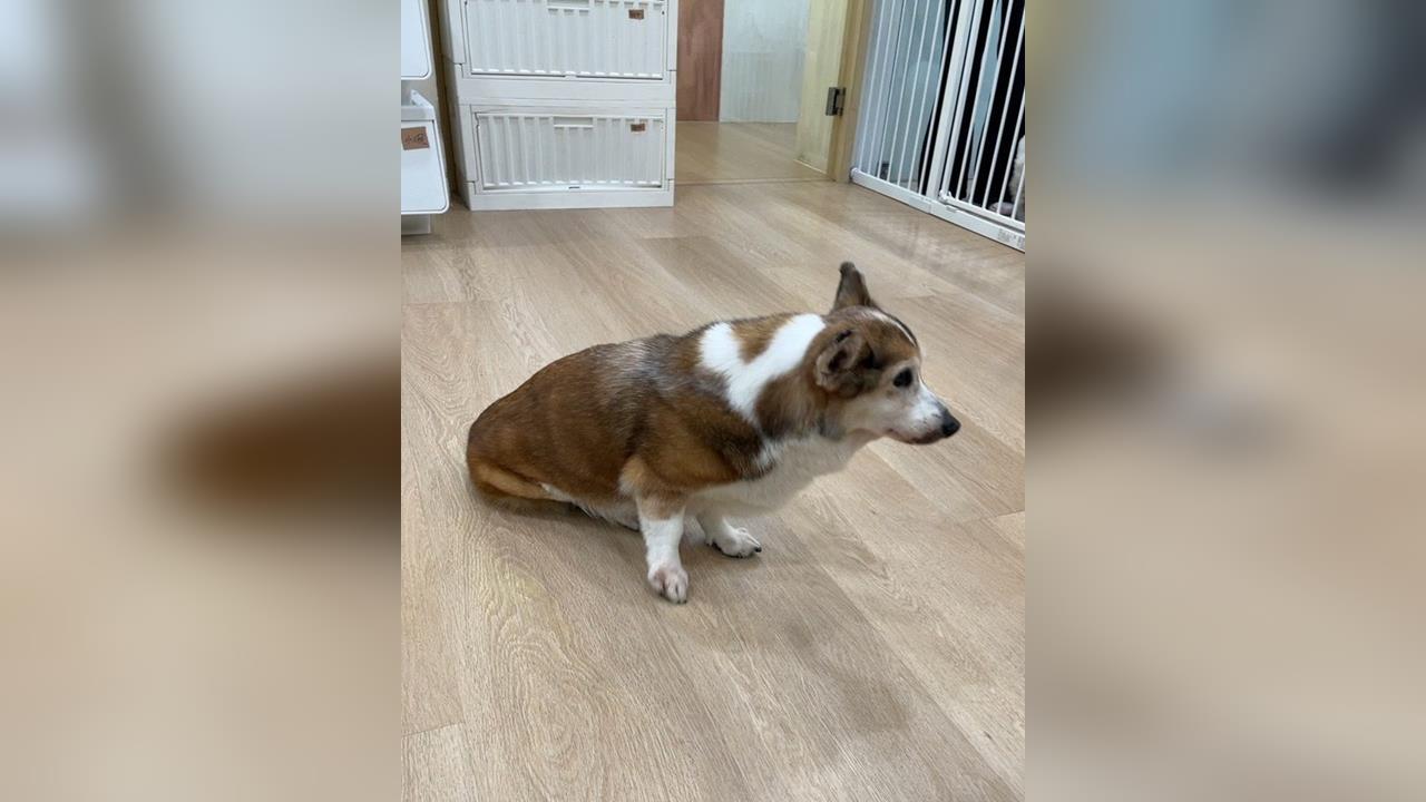 快新聞/加盟主虐柯基店沒了!總部出手貼解約通知 招牌拆卸「這時」完成