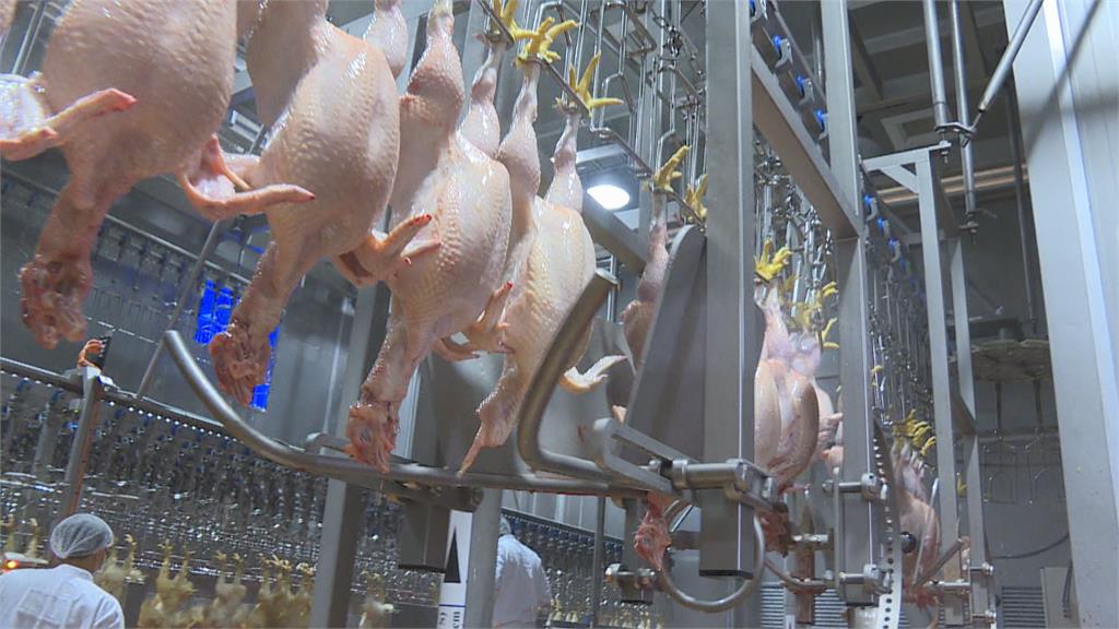 雞隻屠體泡含氯消毒劑 農委會：防變質問題