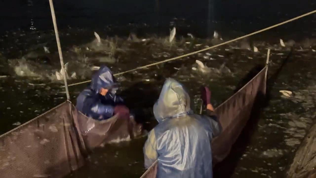 台南虱目魚"季節性缺貨" 名店被迫停業 饕客哀號