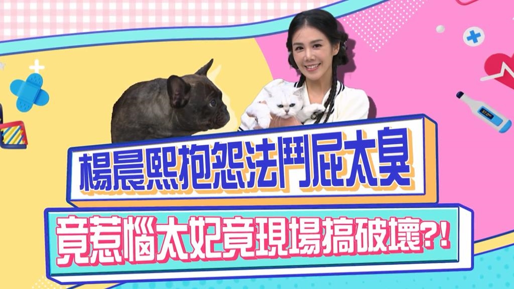 (影)／楊晨熙抱怨法鬥屁太臭 惹惱毛孩現場搞破壞？