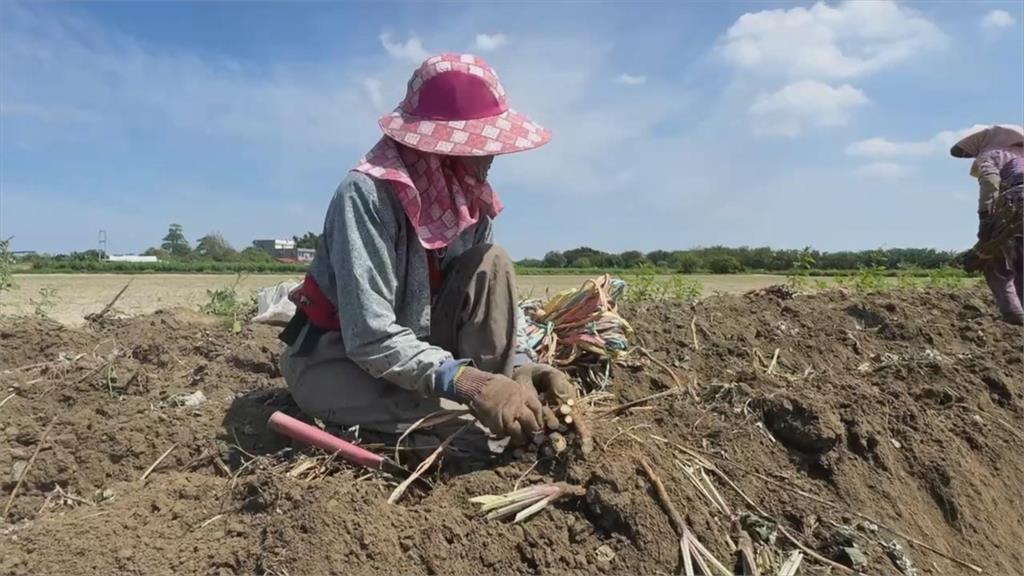 台南佳里牛蒡產期延後、產量減半　農民叫苦