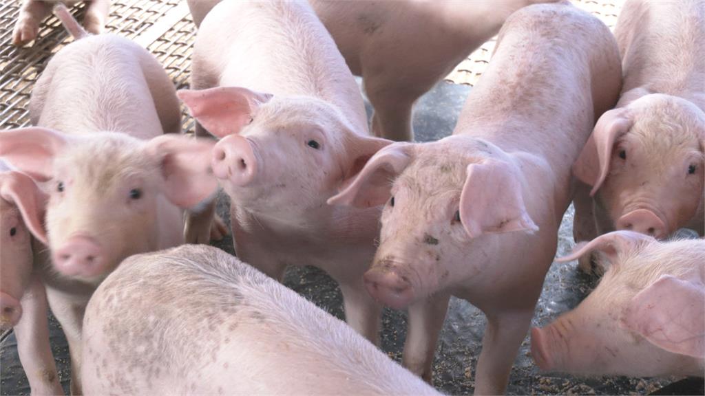 豬肉拍賣價漲到100元天價！　豬農喊冤飼料也漲價