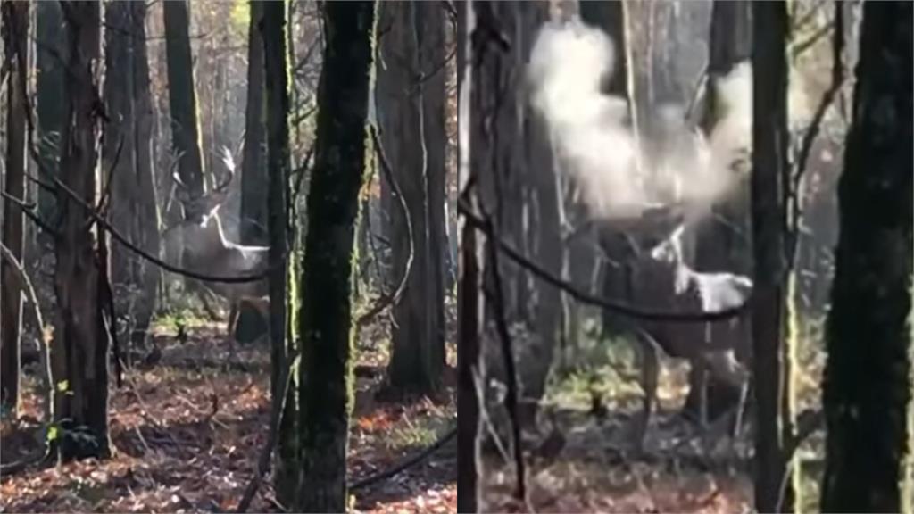 森林中撞見「鹿」怒族！對峙人類氣炸頭部猛噴V字煙　網驚：好像龍息