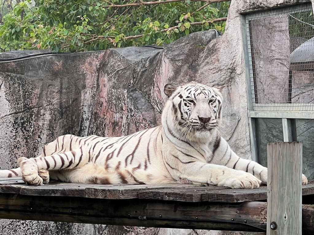 壽山動物園被指遮蔭不足　觀光局允改善