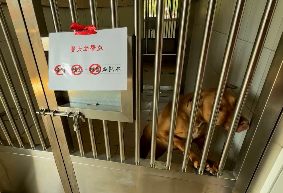 曾咬死人！訓犬師細心調教　比特犬「尖石」戴嘴套外出散步