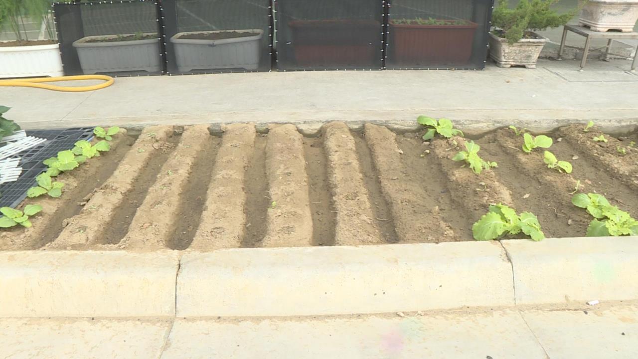 台南人行道綠化帶驚見「開心農場」　民眾笑翻：很有趣