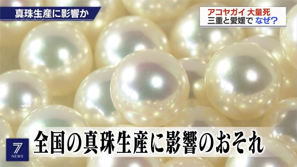 日本珍珠產業重創 愛媛、三重縣珍珠牡蠣大量亡