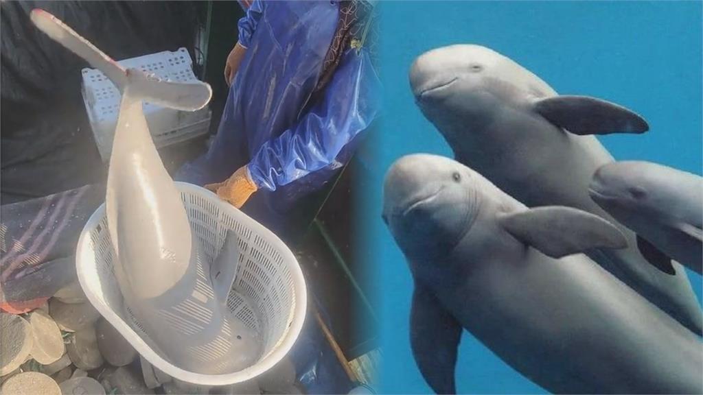 漁民捕獲1公尺「全身閃銀光」神奇生物　網揭身分驚喊：坐牢魚