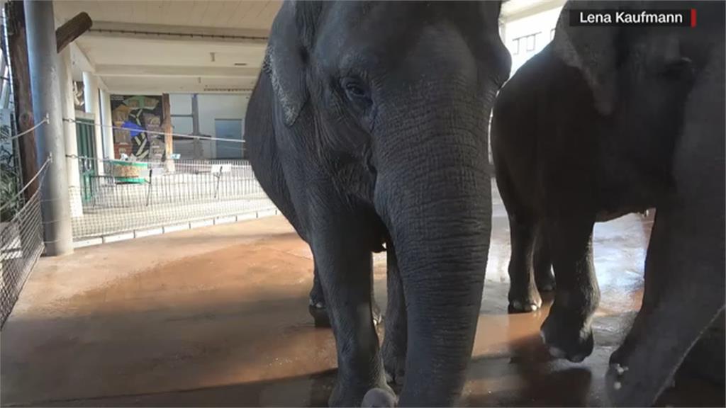 德動物園大象吃播秀「這絕技」　成科學家研究「嬌」點