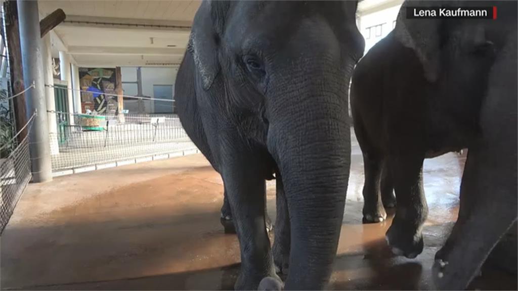 德動物園大象吃播秀「這絕技」 成科學家研究「嬌」點