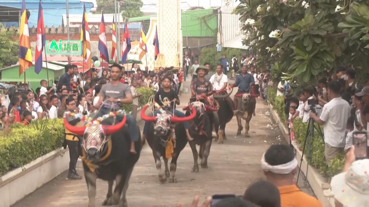 柬埔寨「亡者節」緬懷祖先　水牛賽馬狂飆、萬人祈福
