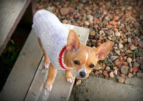  狗狗需要穿衣服保暖嗎？
