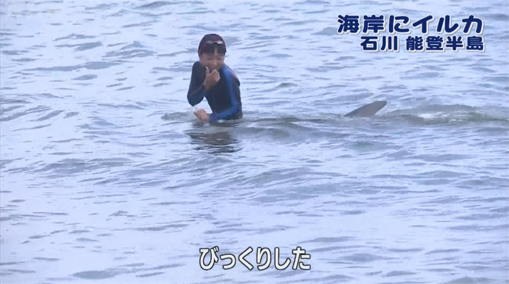 與人類共游 海豚罕見現身日能登半島近海