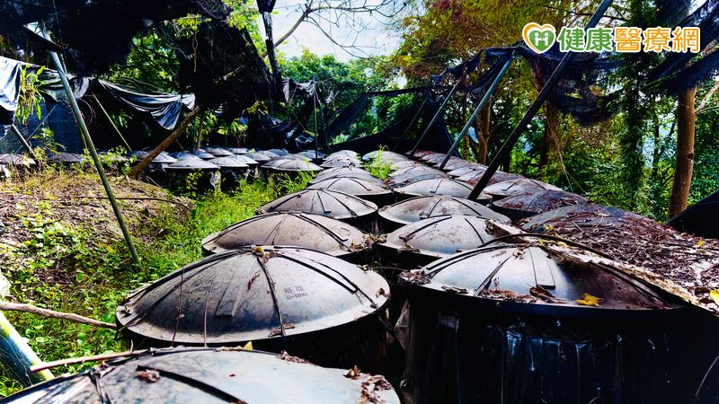 從森林到腳下的每一步：十安以善行健走　展現永續實踐力