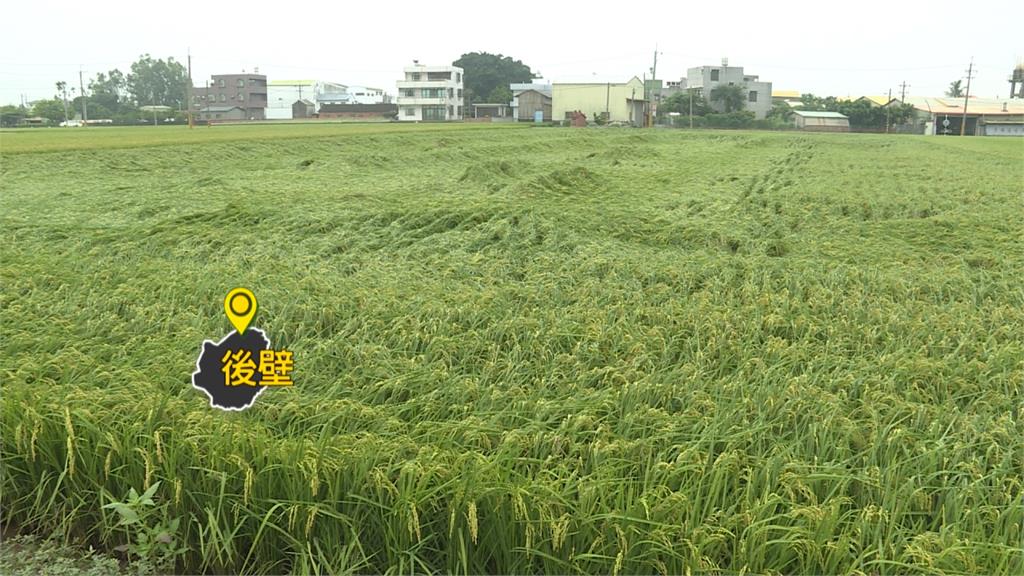 暴雨襲來！一期稻作收割前嚴重倒伏 空拍鑑災節省時間