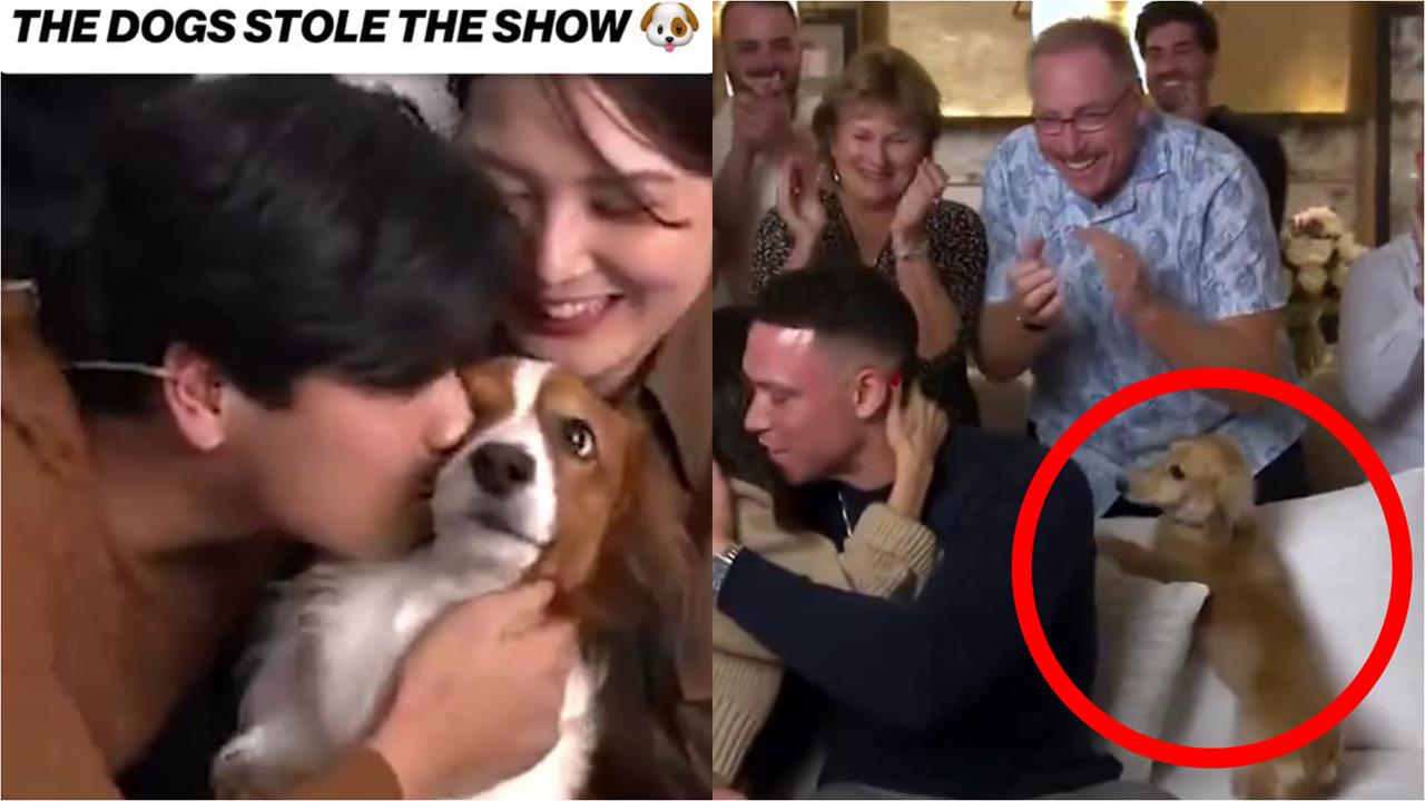 MLB(影)/養狗才能拿MVP?大谷、法官獲獎「愛犬」互動吸睛獲讚:最有價值的狗