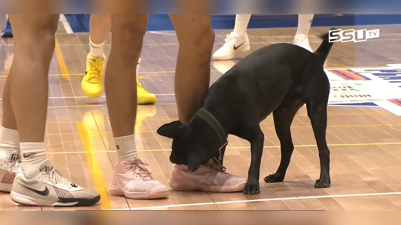 籃球(影)／UBA比賽被迫中斷！「可愛狗狗」亂入咬球員鞋子想玩耍全場秒融化