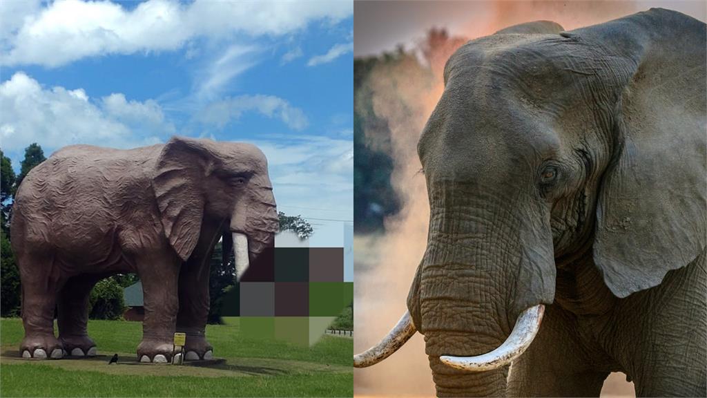 PO「大象照」被臉書判定裸露不宜！他遮「一部位」竟通過了
