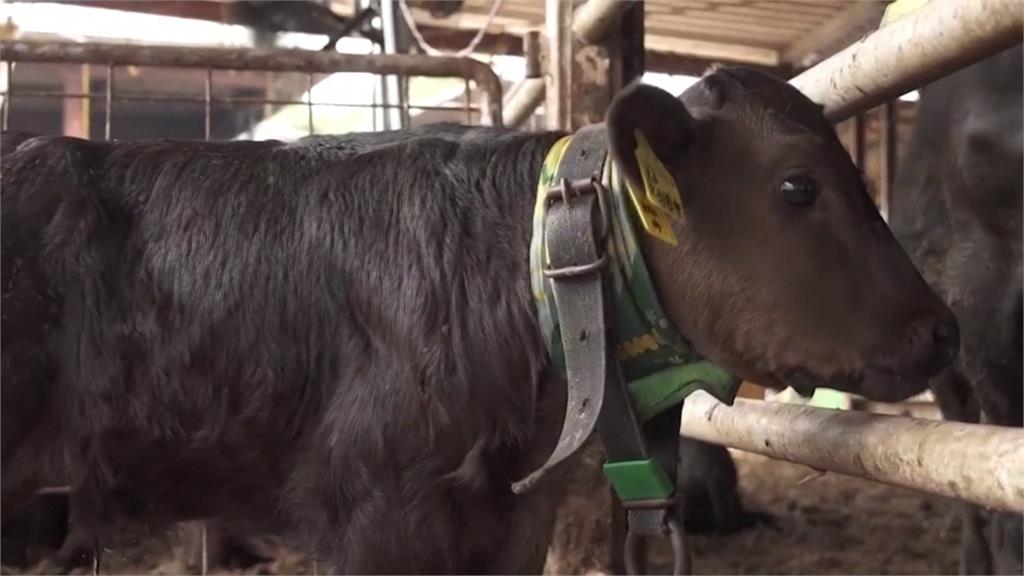 幫動物消暑新招式！　日本牧場員工替牛包冰塊繞脖子降溫