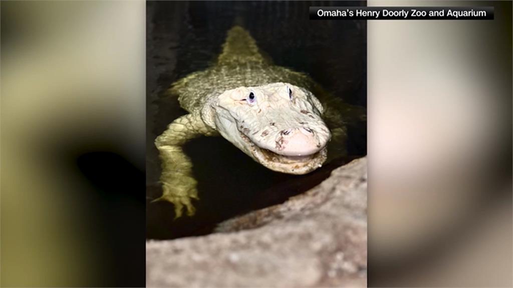 美國內州動物園珍貴白鱷　肚裡竟有多達70枚銅板