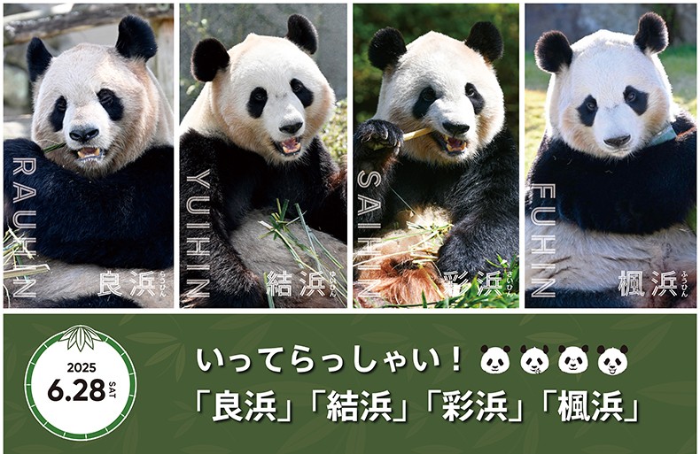 不捨！日本和歌山動物園　貓熊明天將送返中國