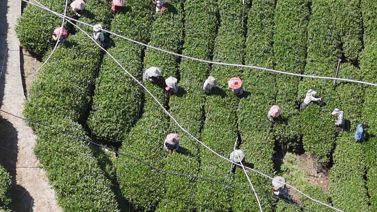 AI當道! 台中23歲茶農鑽研電商 台灣梨山茶邁向國際
