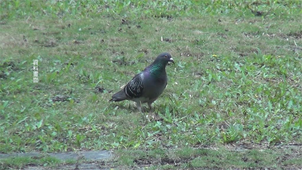 鄰居養鴿引發過敏性肺炎　台中七旬婦罹患「菜瓜布肺」