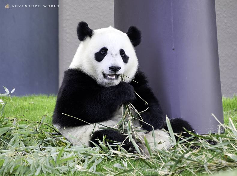 「冒險世界」動物園共同保護計畫到期　4貓熊6月將返還中國