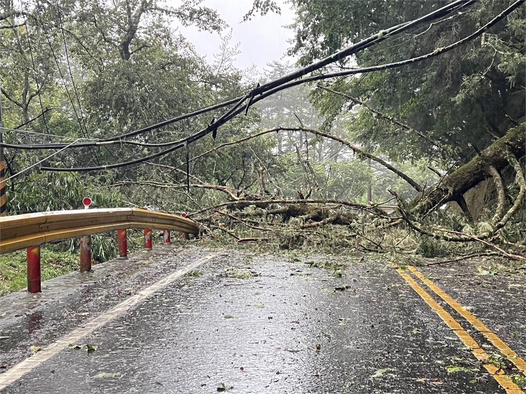 台8線113.2K樹倒壓電線　梨山地區1200多戶大停電