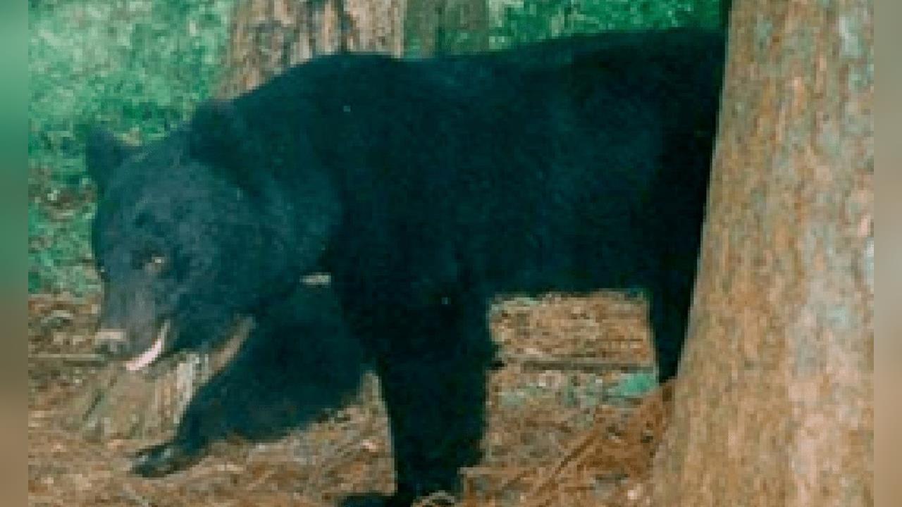 至少11人喪命創新高！日本熊害猖獗　內閣開會研擬解方、宣傳緊急開槍獵捕制度