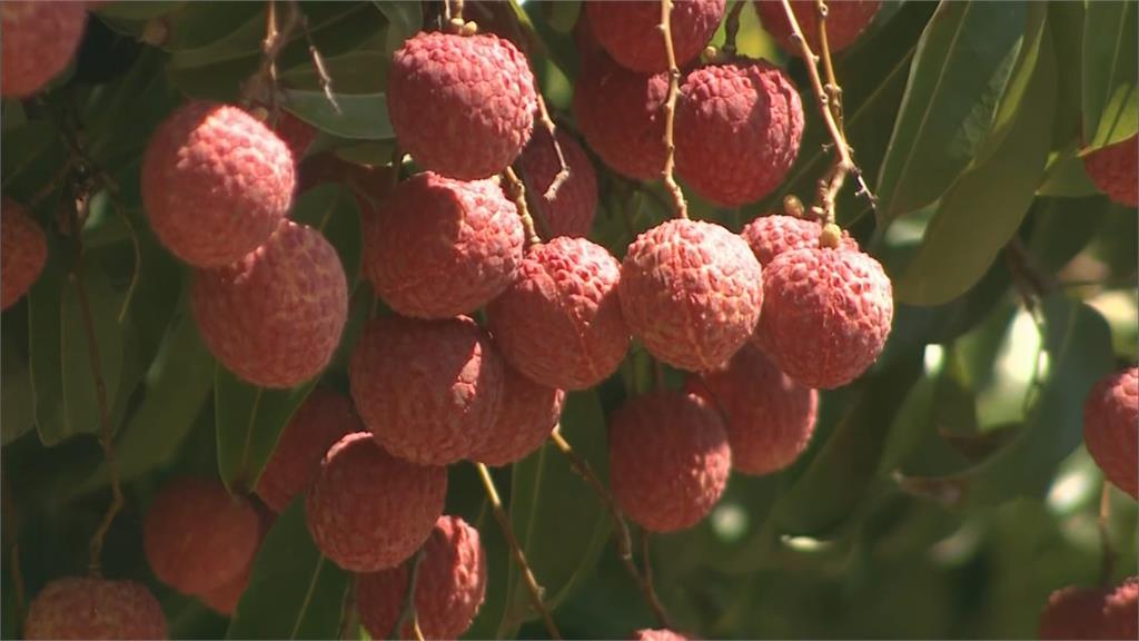 台中「摘星山莊」荔枝節登場　百年荔枝樹結實累累開放採果