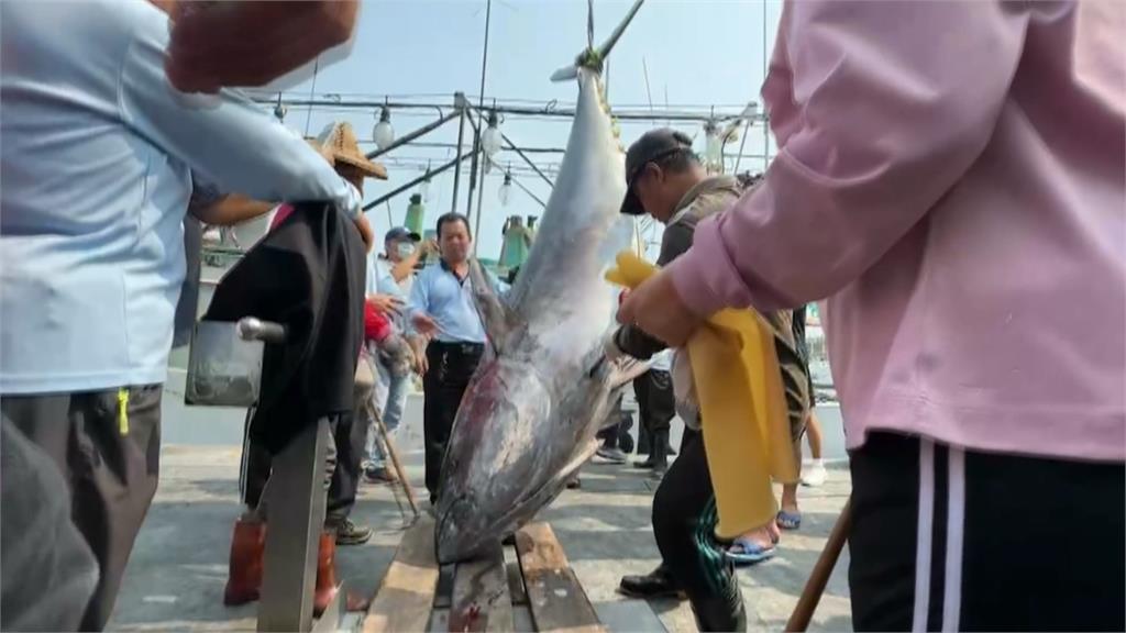 台灣黑鮪魚捕撈量配額逾9成　6/12起暫停捕撈黑鮪魚